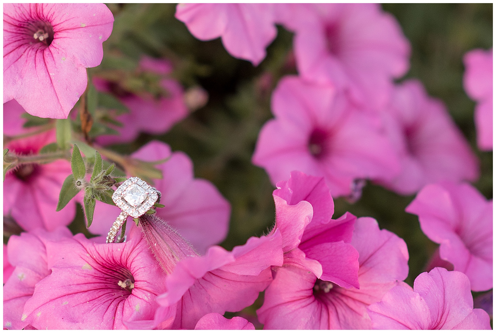 engagement ring on a patch of pinkflowers