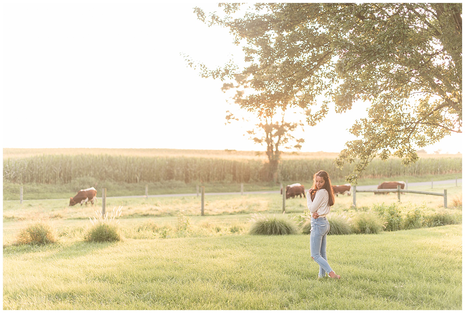senior standing beside cow pasture with cows grazing behind during sunset