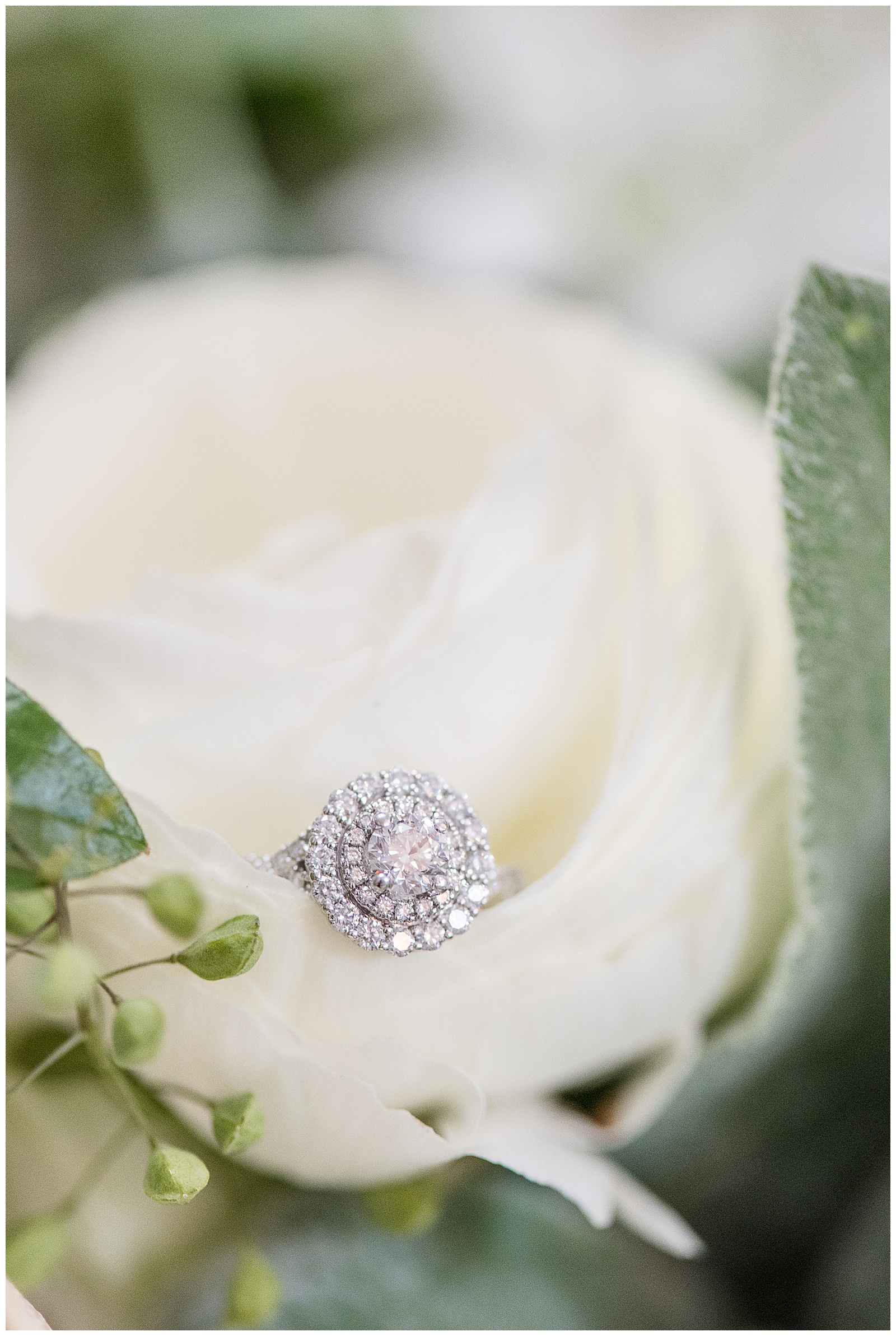 close up photo of diamond engagement ring nestled in white rose in lancaster pennsylvania