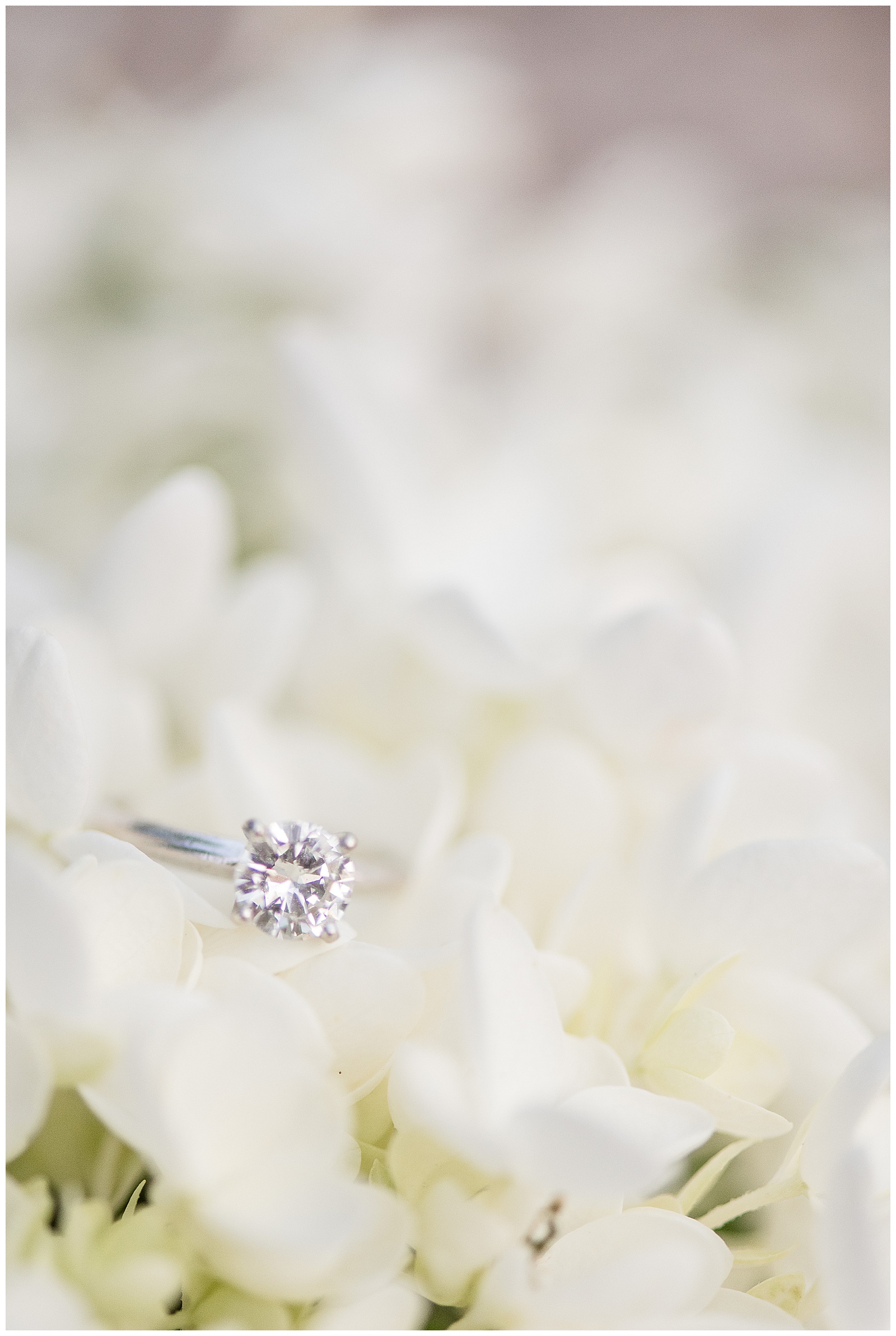 beautiful diamond engagement ring tucked into the petals of a white hydrangea bush at the ephrata cloister