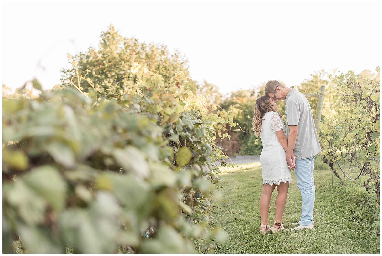 engaged couple holding hands and kissing along row of grape vines at the vineyards at hershey in pennsylvania