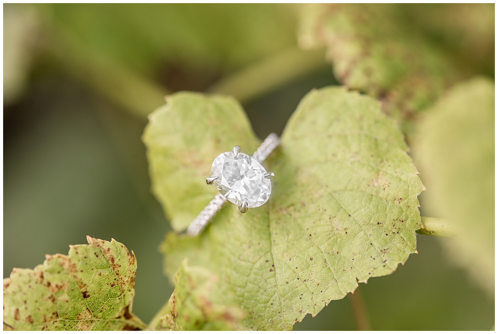 oval diamond engagement ring resting on green heart-shaped leaf on bright summer evening at the beautiful vineyards at hershey