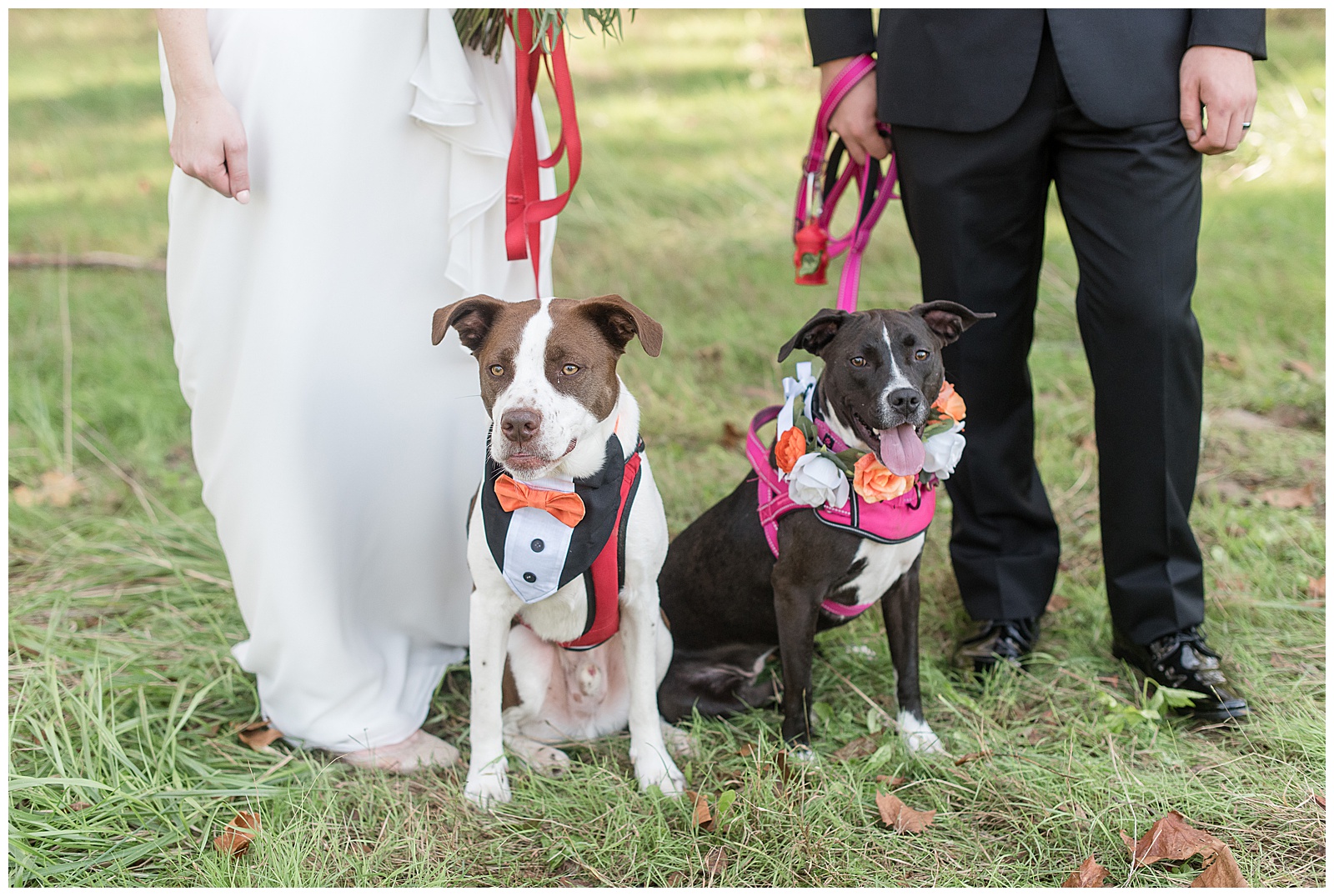 bride and groom each holding the red leashes of their two dogs who are dressed for the wedding in montgomery county pennsylvania