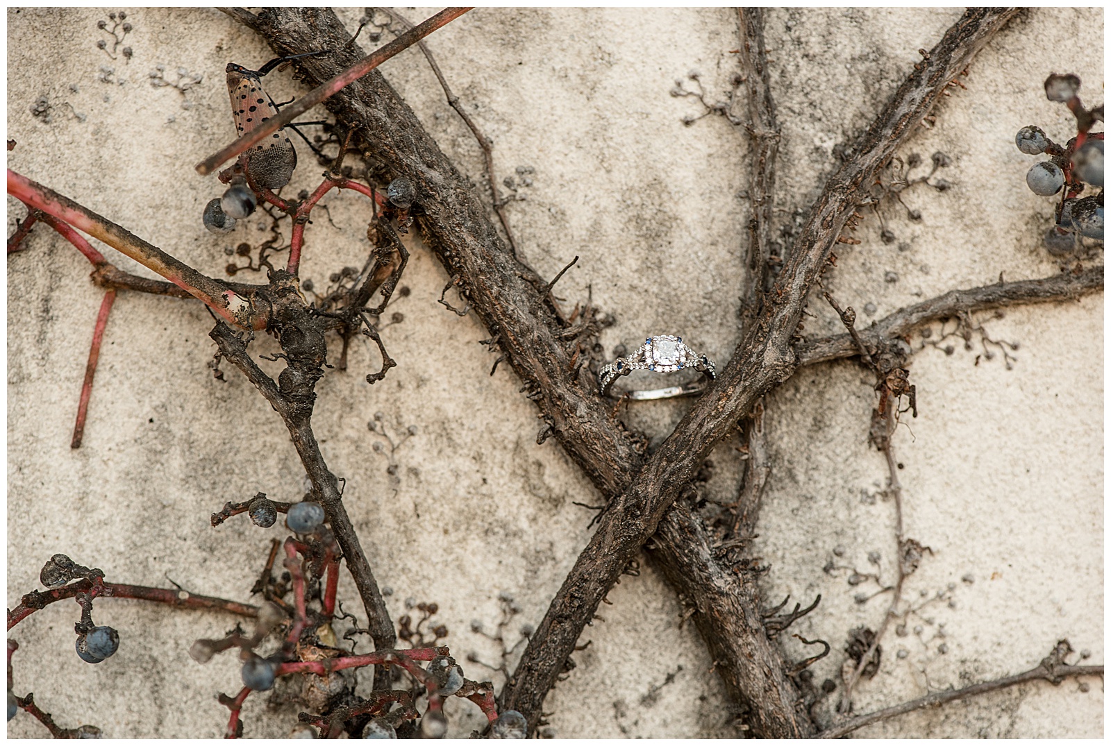beautiful silver and diamond engagement ring resting in the criss-crossing vine branches by concrete wall at longwood gardens