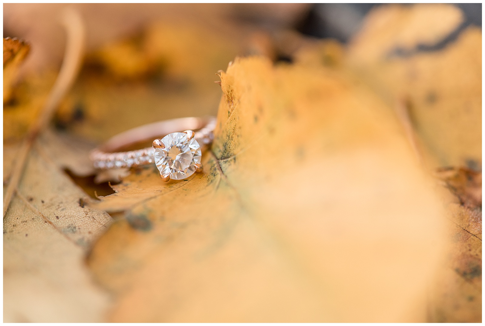 beautiful rose gold and diamond engagement ring resting atop golden yellow fall leaves at pinnacle point overlook in holtwood pennsylvania