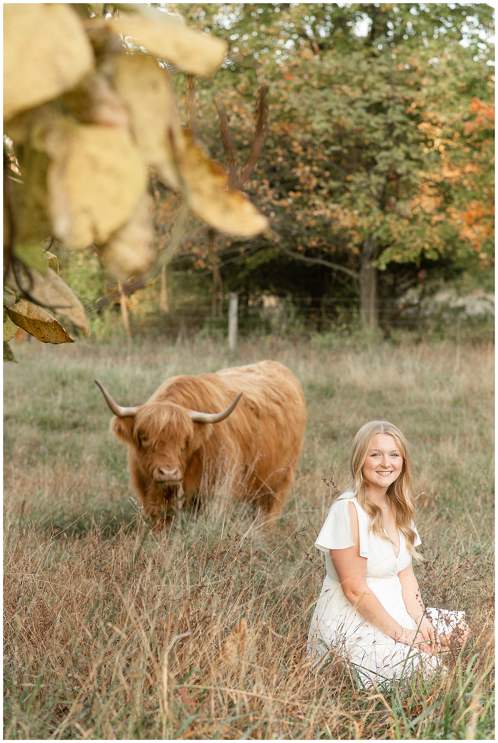 senior girl sitting in meadow of tall grasses with highland cow behind her at sunset in york county