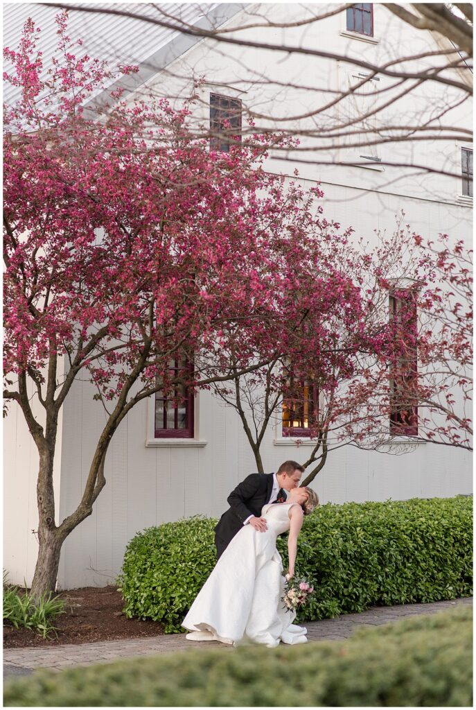groom dipping his bride back and kissing her on walkway by blooming tree at the inn at leola village in leola pennsylvania