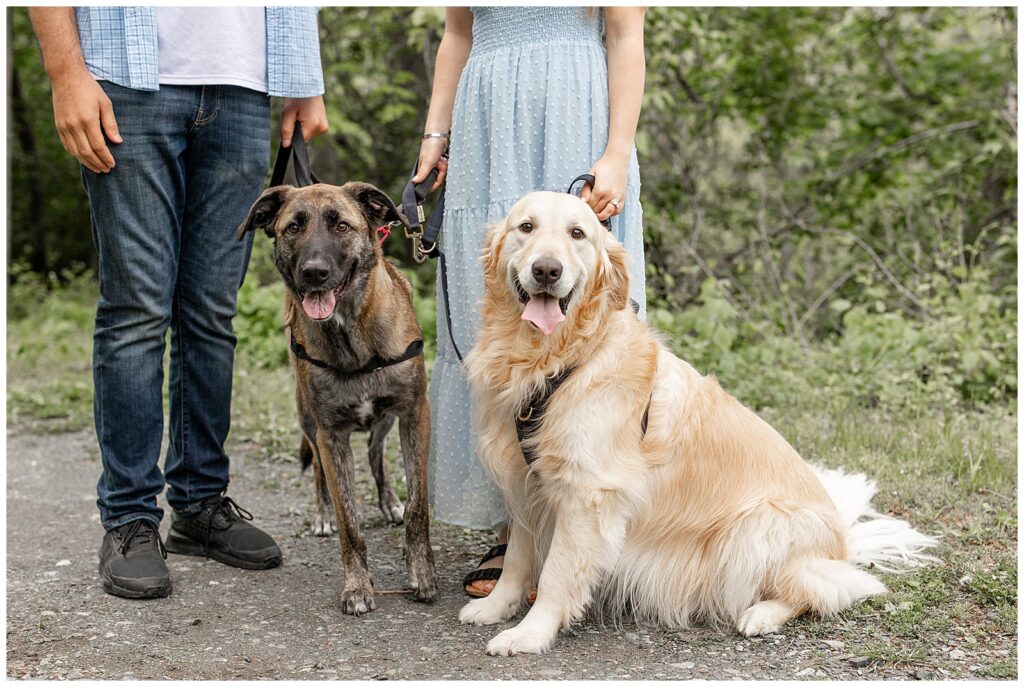 close-up photo of an engaged couple's two dogs looking at the camera at hibernia park in chester county