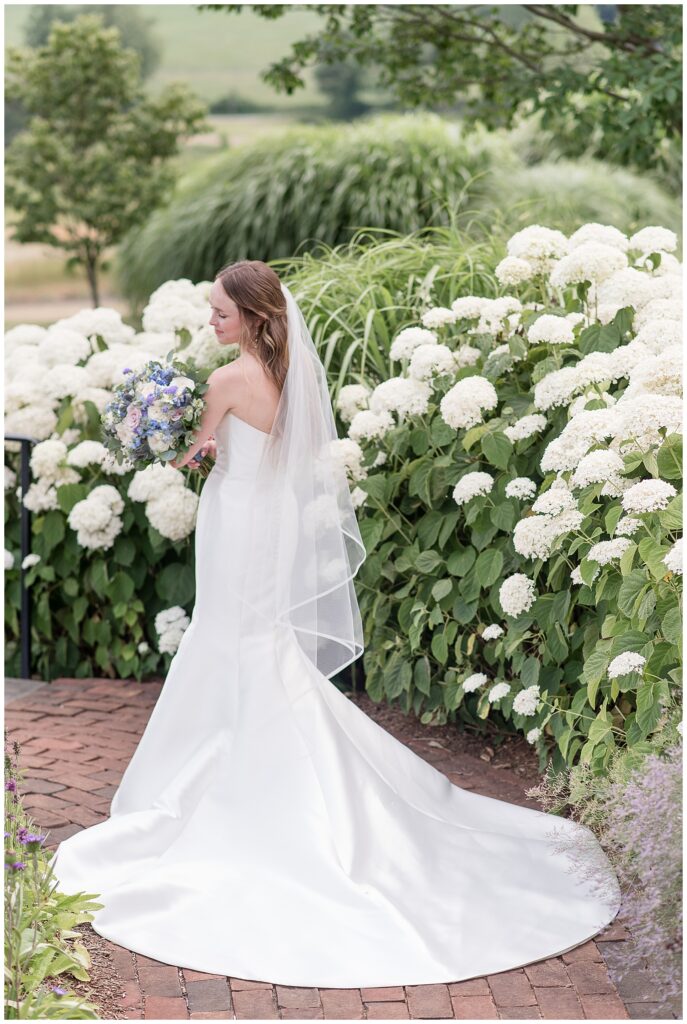 French Creek Golf Club wedding bridal Portrait of bride facing away from camera to capture the back of her dress in front of white hydrangea bushes