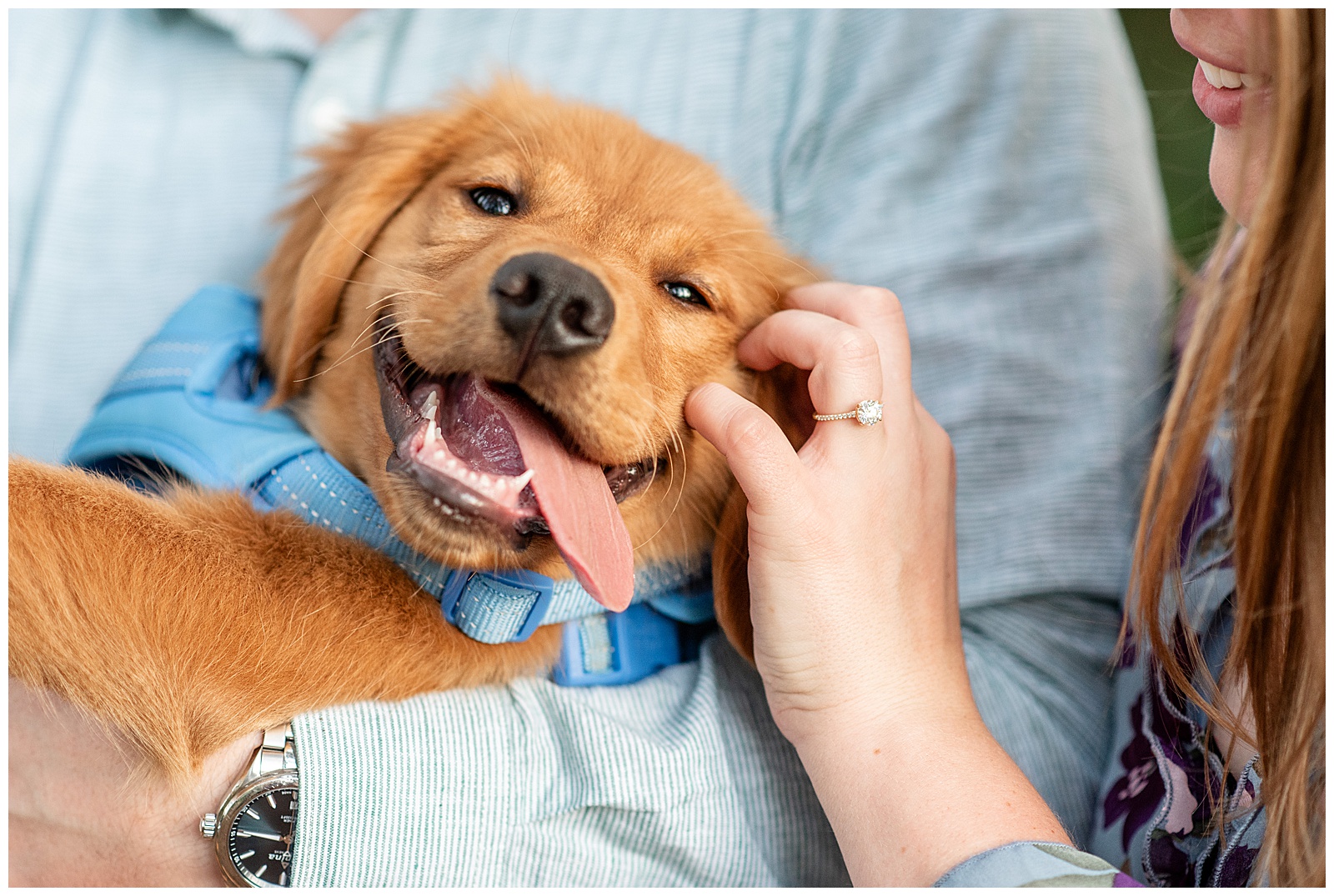 close up photo of golden retriever pup with its tongue hanging out at this Puppy-Loving Overlook Park Engagement Session